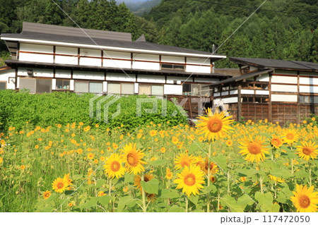 前沢曲屋集落と向日葵畑 前沢曲屋集落と向日葵畑 117472050