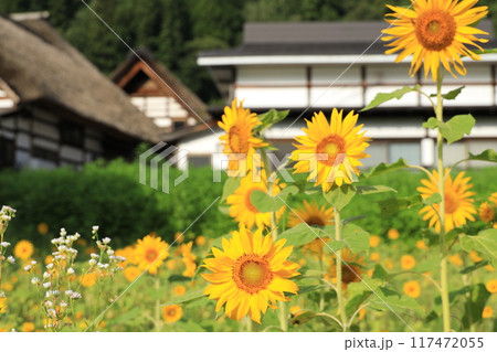 前沢曲屋集落と向日葵畑 前沢曲屋集落と向日葵畑 117472055
