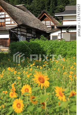 前沢曲屋集落と向日葵畑 前沢曲屋集落と向日葵畑 117472057