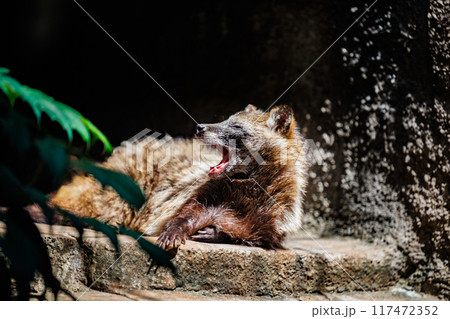 大きなあくびをするタヌキ 117472352