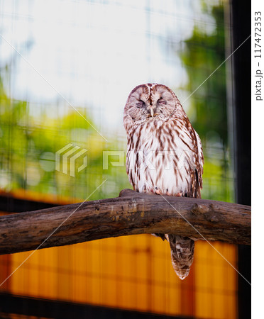 木の枝で眠るフクロウ 117472353