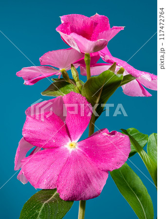 Blooming pink Catharanthus on a blue background 117472764