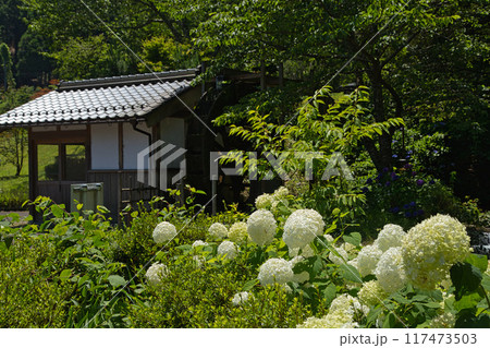 若狭瓜割名水公園の夏 117473503