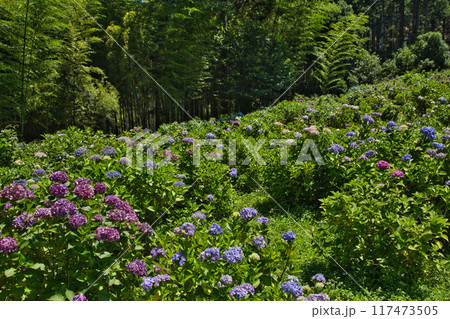 若狭瓜割名水公園の夏 若狭瓜割名水公園の夏 117473505