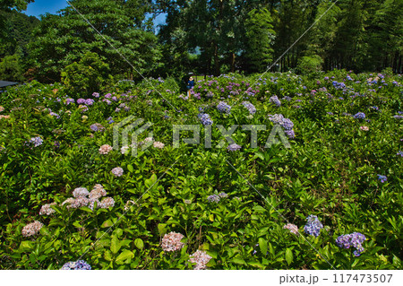 若狭瓜割名水公園の夏 若狭瓜割名水公園の夏 117473507