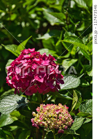 若狭瓜割名水公園の夏 若狭瓜割名水公園の夏 117473546