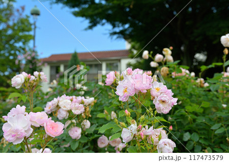 横浜・港の見える丘公園 117473579