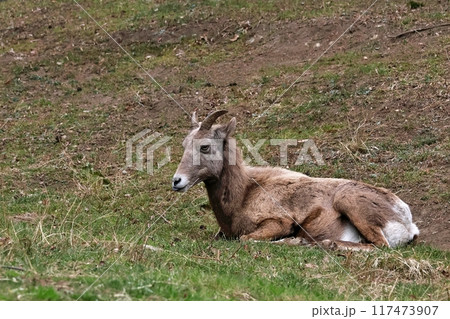 座って休むオオツノヒツジのメス 117473907