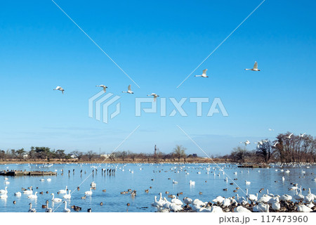 【新潟:瓢湖】冬の瓢湖には多くの白鳥が飛来して越冬する。 【新潟:瓢湖】冬の瓢湖には多くの白鳥が飛来して越冬する。 117473960