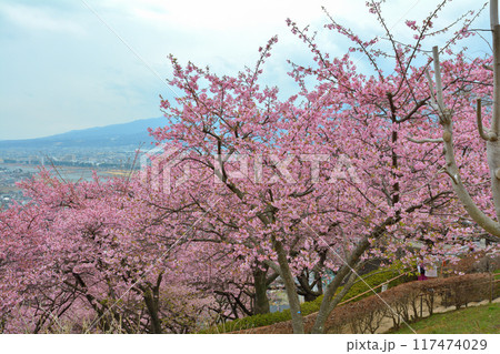 神奈川 西平畑公園 神奈川 西平畑公園 117474029