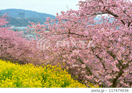 神奈川　西平畑公園 117474036