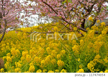 神奈川 西平畑公園 神奈川 西平畑公園 117474054