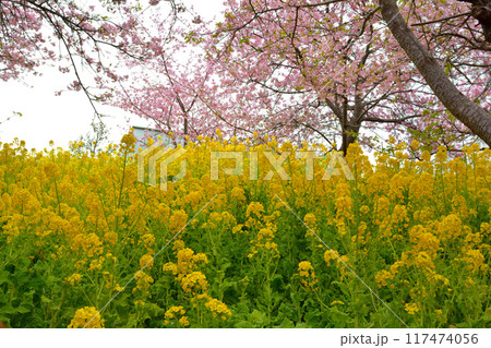 神奈川 西平畑公園 神奈川 西平畑公園 117474056
