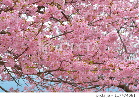 神奈川　西平畑公園 117474061