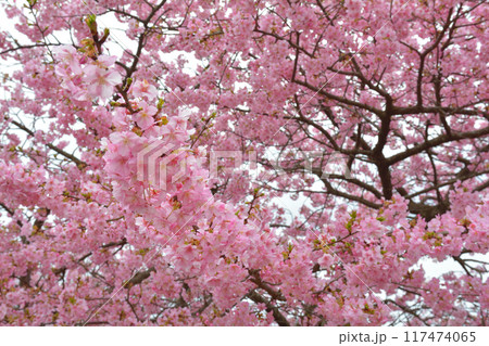 神奈川　西平畑公園 117474065