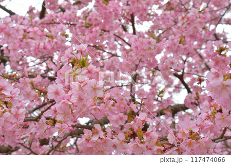 神奈川 西平畑公園 神奈川 西平畑公園 117474066