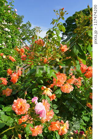 横浜・港の見える丘公園 横浜・港の見える丘公園 117474200