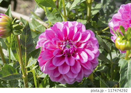 ダリアの花 117474292