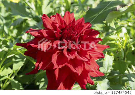 ダリアの花 ダリアの花 117474543