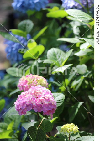 六月初旬の紫陽花には凜とした勢いを感じます 117474601