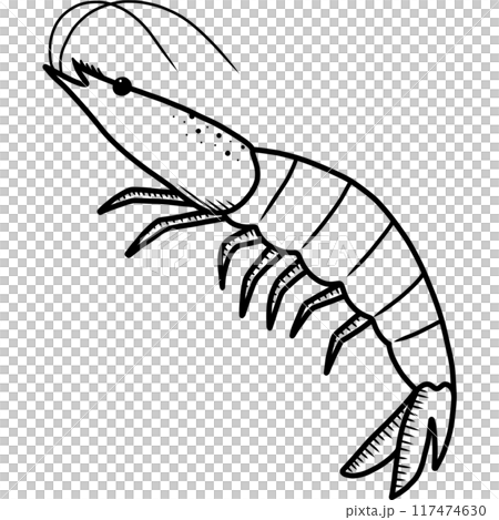 Shrimp Shrimp 117474630