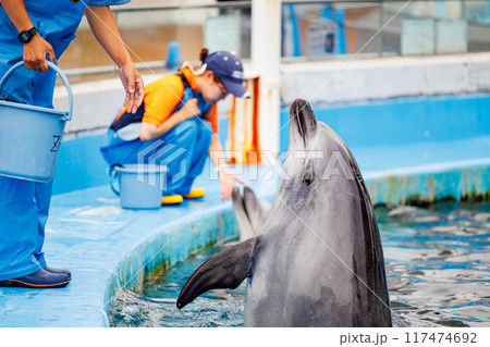 イルカのトレーニングセッション イルカのトレーニングセッション 117474692