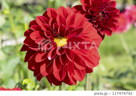 ダリアの花 117474792