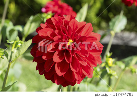 ダリアの花 ダリアの花 117474793