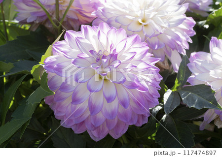 ダリアの花 ダリアの花 117474897