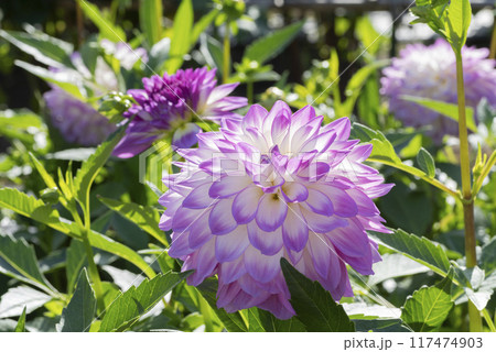 ダリアの花 ダリアの花 117474903