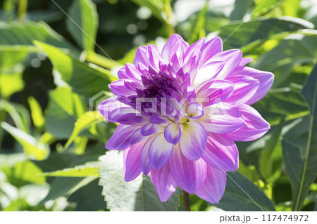ダリアの花 ダリアの花 117474972