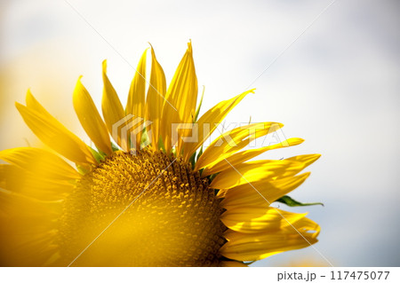 夏の花 向日葵 夏の花 向日葵 117475077
