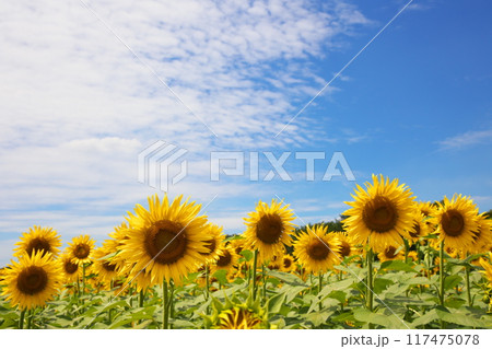 夏の花　向日葵 117475078