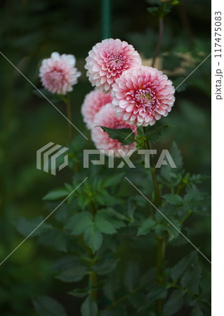 ダリアの花 117475083