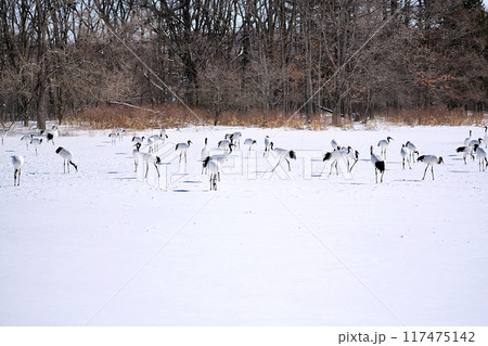 タンチョウ　(北海道鶴居村) 117475142
