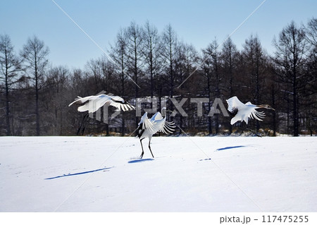 タンチョウ　(北海道鶴居村) 117475255