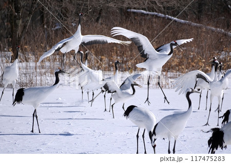 タンチョウ　(北海道鶴居村) 117475283