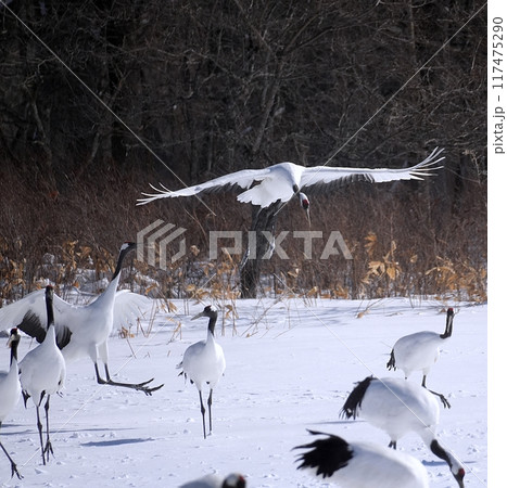 タンチョウ　(北海道鶴居村) 117475290