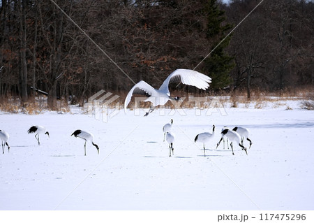 タンチョウ　(北海道鶴居村) 117475296