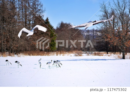 タンチョウ (北海道鶴居村) タンチョウ (北海道鶴居村) 117475302