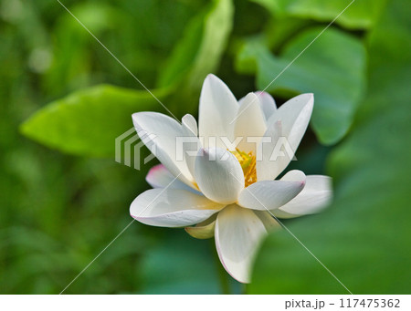 蓮の花 蓮の花 117475362