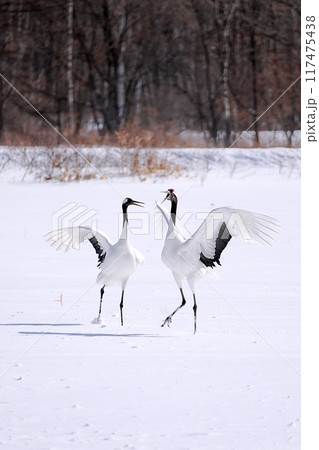 タンチョウ　(北海道鶴居村) 117475438