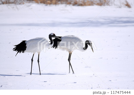 タンチョウ　(北海道鶴居村) 117475444
