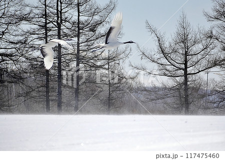 タンチョウ (北海道鶴居村) タンチョウ (北海道鶴居村) 117475460