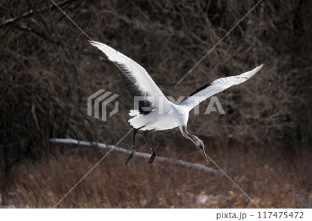 タンチョウ (北海道鶴居村) タンチョウ (北海道鶴居村) 117475472
