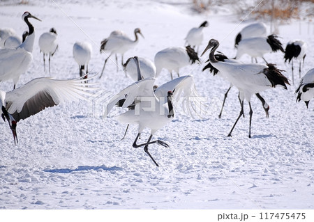 タンチョウ　(北海道鶴居村) 117475475