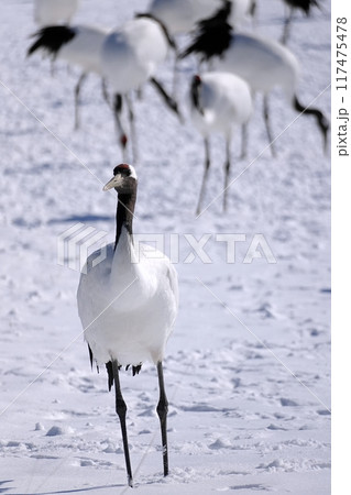 タンチョウ　(北海道鶴居村) 117475478