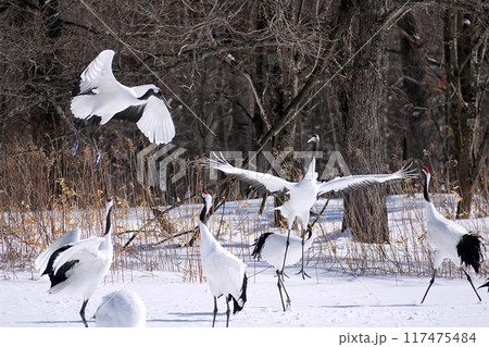 タンチョウ　(北海道鶴居村) 117475484