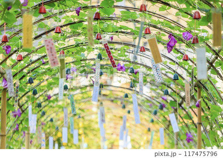 豊田市、朝顔と風鈴のトンネル（小渡夢かけ風鈴） 117475796