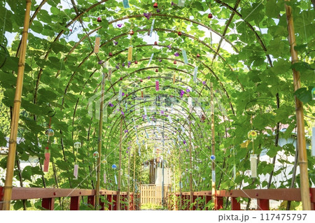 豊田市、朝顔と風鈴のトンネル（小渡夢かけ風鈴） 117475797